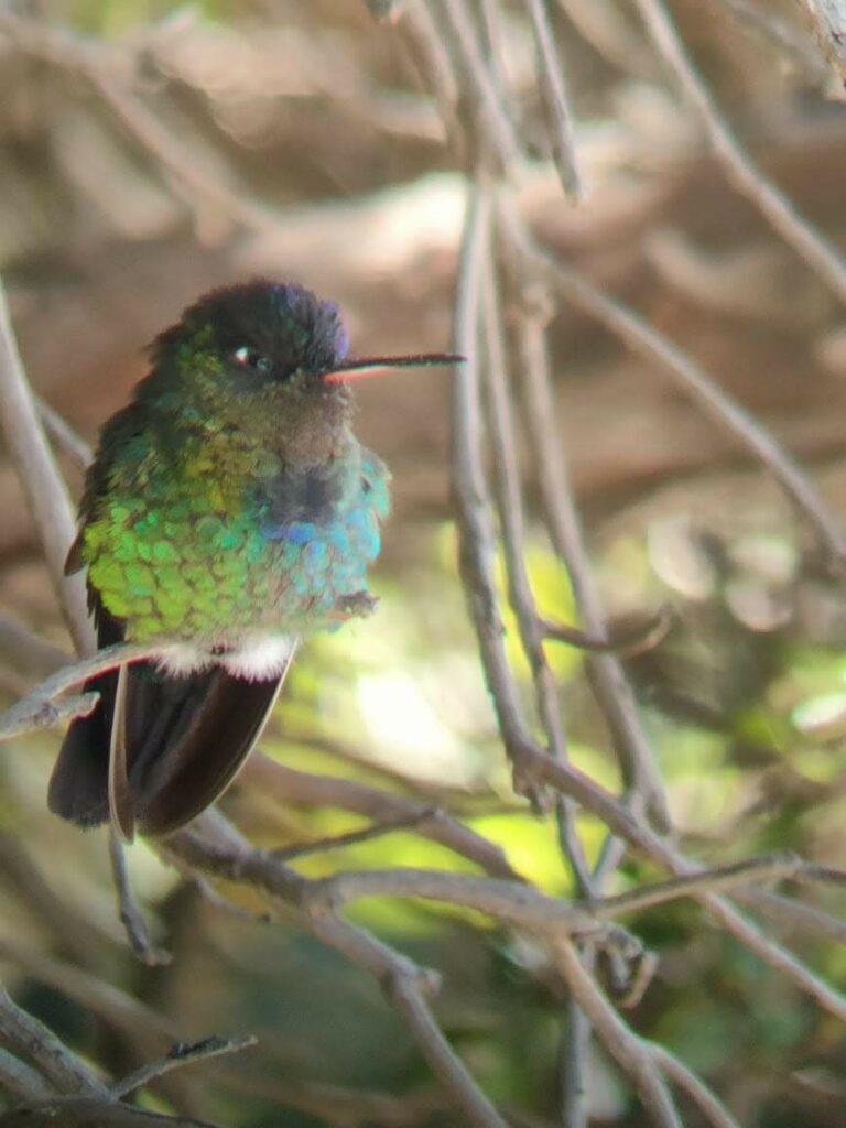 colibri-environnement
