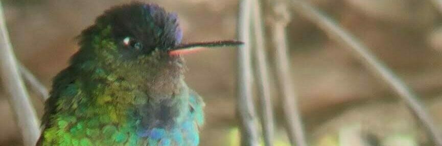 logo-colibri